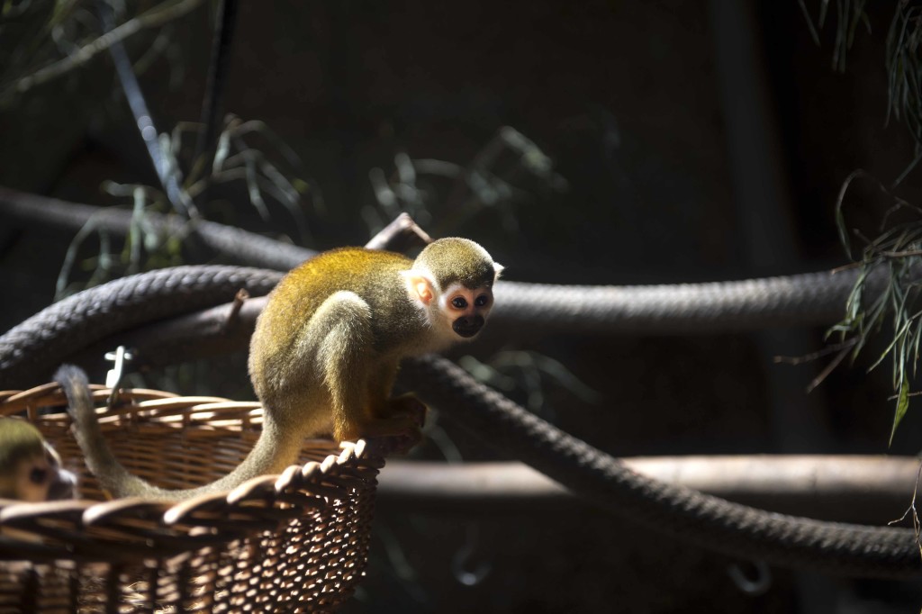 ワイキキ動物園のサル
